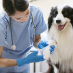 Veterinary Assistant - Springdale